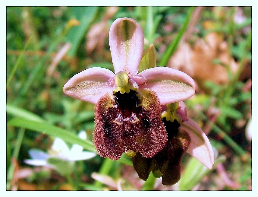 Ophrys tenthredinifera